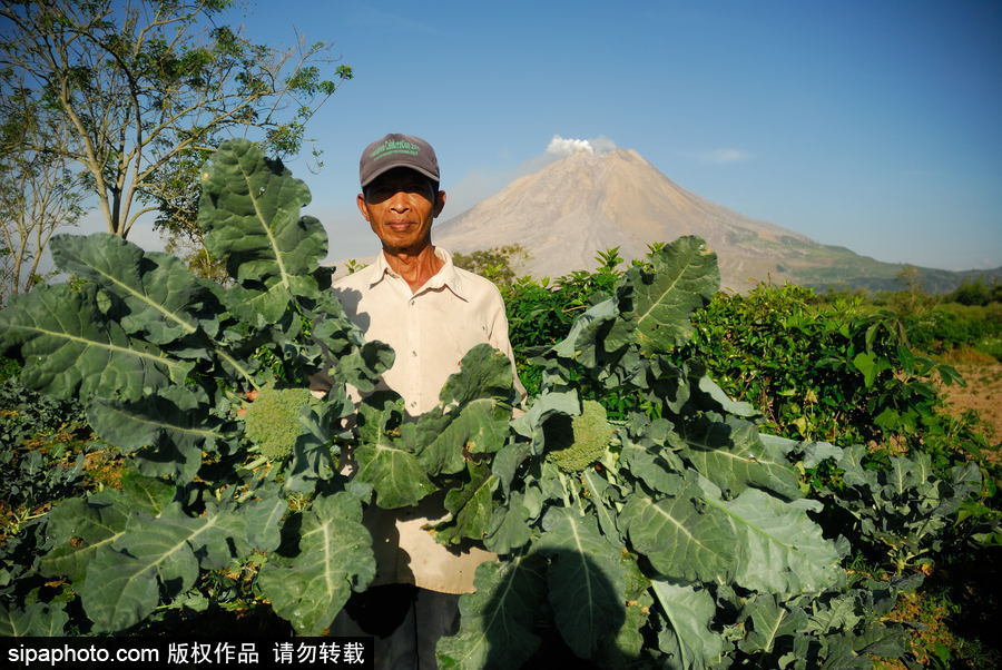 印尼锡纳朋火山暂时趋于平缓 农民菜田淡定劳作
