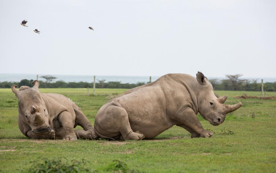 肯尼亚为全球最后一头雄性北方白犀牛离世举行纪念活动