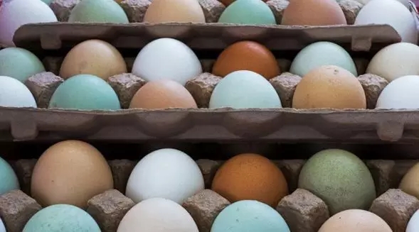 都是母鸡生的，为什么鸡蛋有红皮、白皮、绿皮之分？