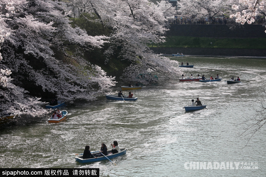 日本东京千鸟渊公园樱花盛开 民众泛舟小湖赏樱如仙境