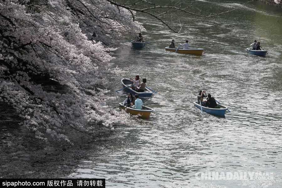 日本东京千鸟渊公园樱花盛开 民众泛舟小湖赏樱如仙境