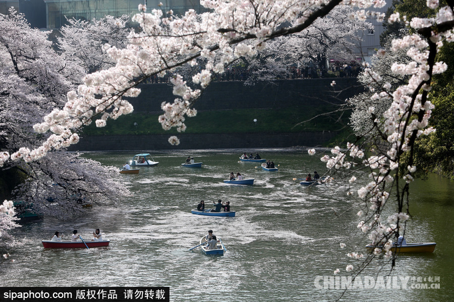 日本东京千鸟渊公园樱花盛开 民众泛舟小湖赏樱如仙境