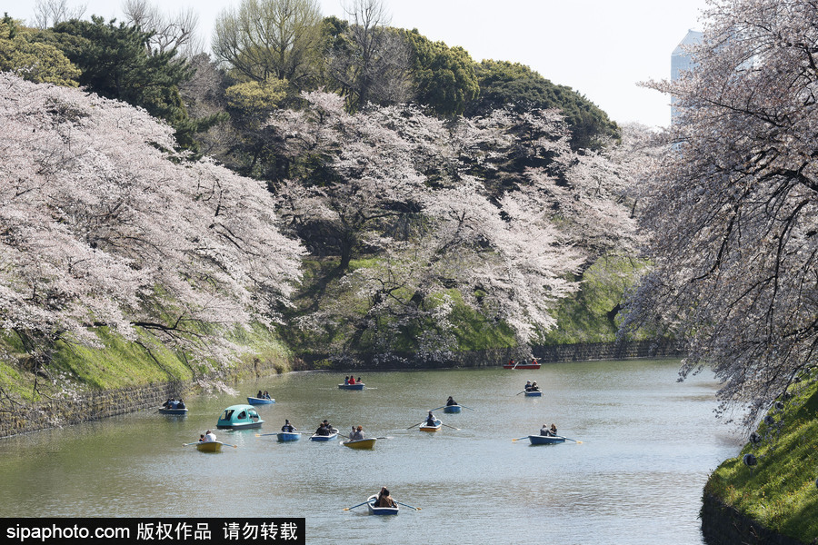 日本东京樱花进入盛开期 游人如织畅游花海