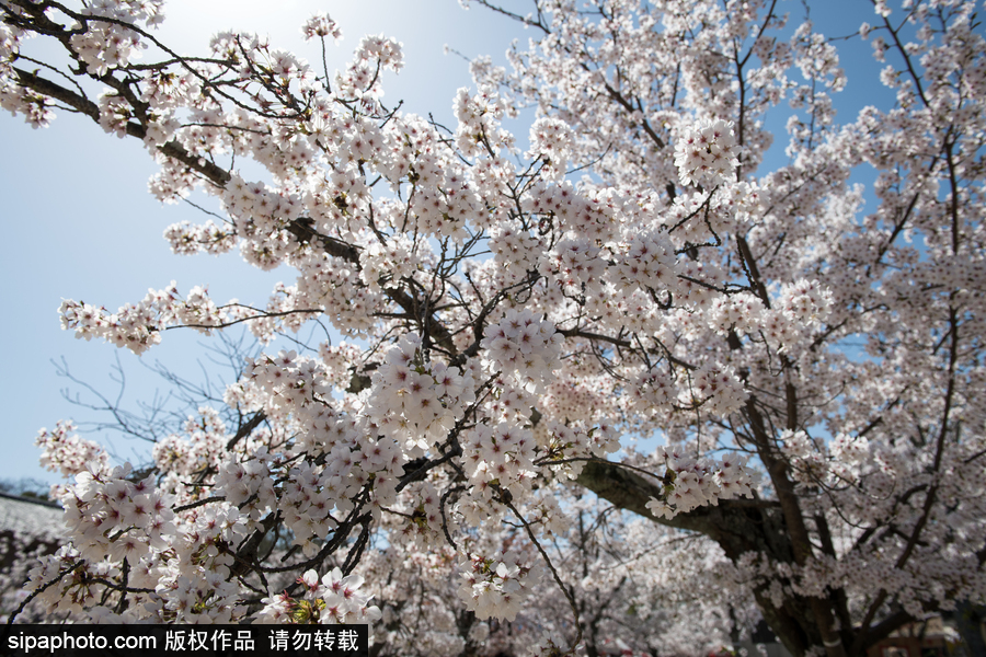 日本东京樱花进入盛开期 游人如织畅游花海