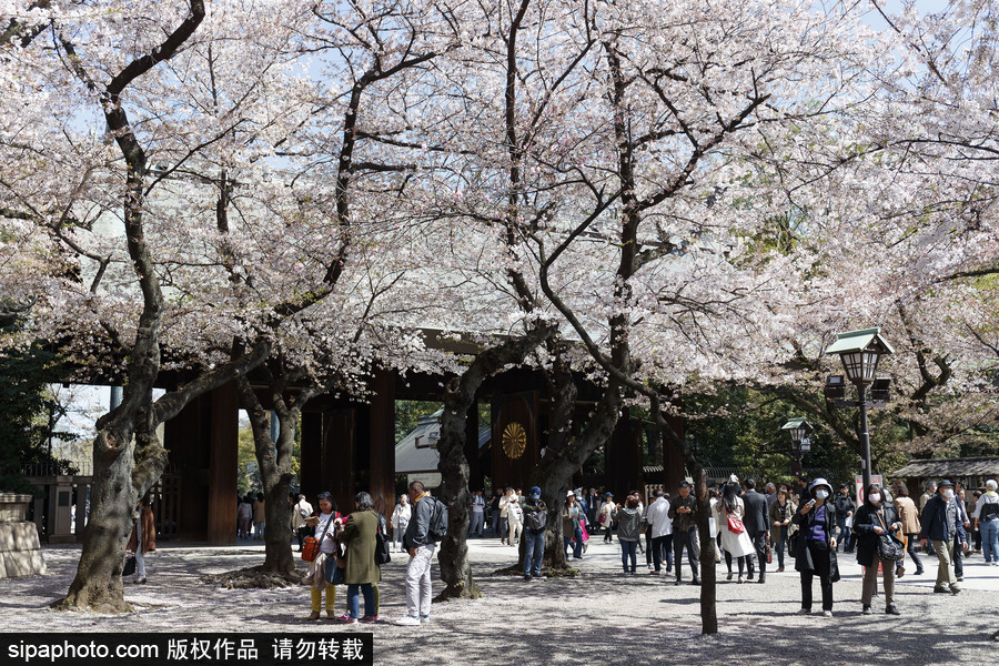 日本东京樱花进入盛开期 游人如织畅游花海