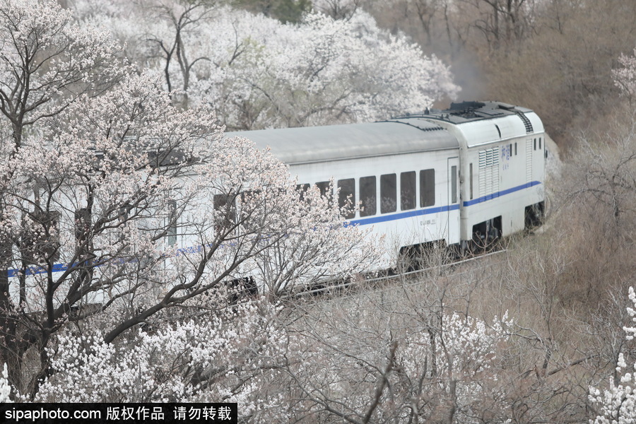 北京现最美列车线！居庸关小火车穿越“花海”美如仙境