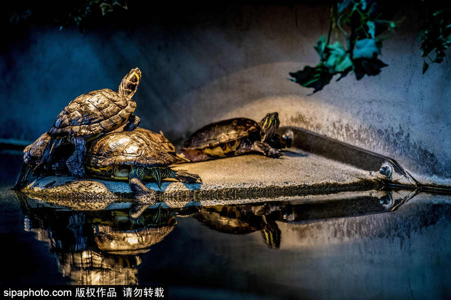 乌龟大世界 探访芬兰阿尔芬海龟中心