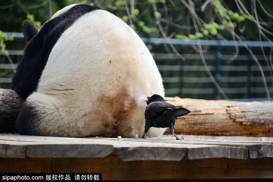 北京：胆大妄为！调皮乌鸦拔毛搭窝 大熊猫竟舒服“享受”