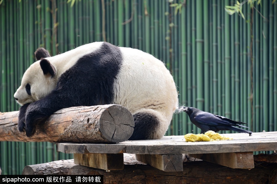 北京：胆大妄为！调皮乌鸦拔毛搭窝 大熊猫竟舒服“享受”