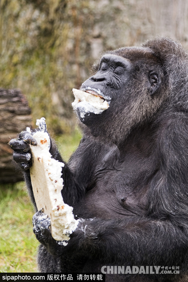 世界最老大猩猩迎来61岁生日 安详吃蛋糕淡定自如