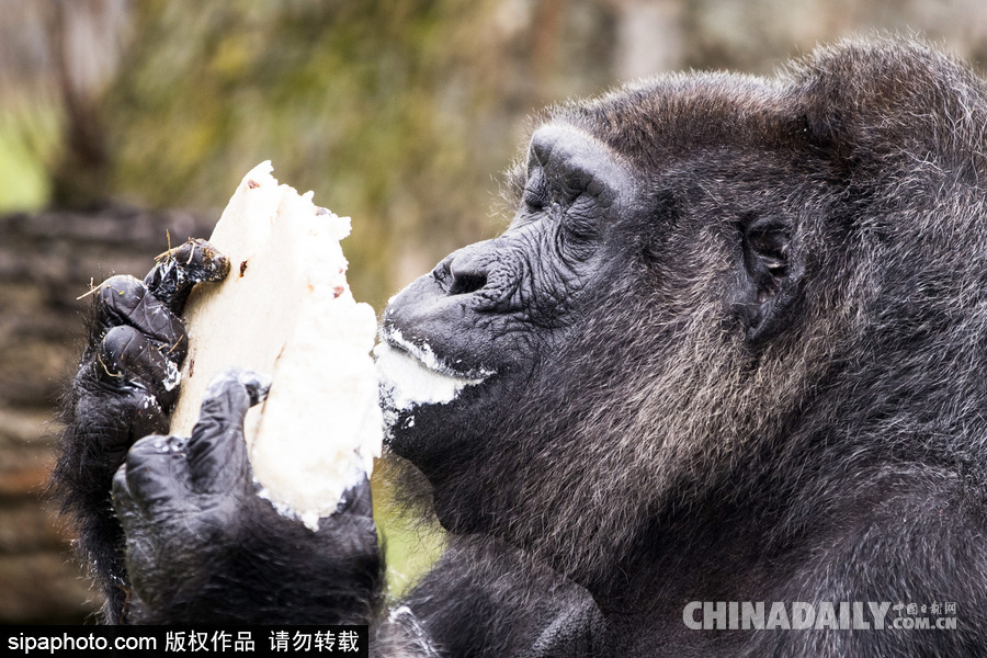 世界最老大猩猩迎来61岁生日 安详吃蛋糕淡定自如