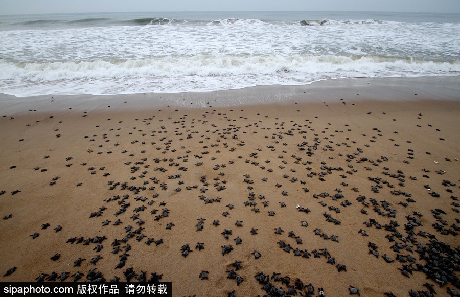 印度：海滩上刚刚孵化的小丽龟 呆萌可爱