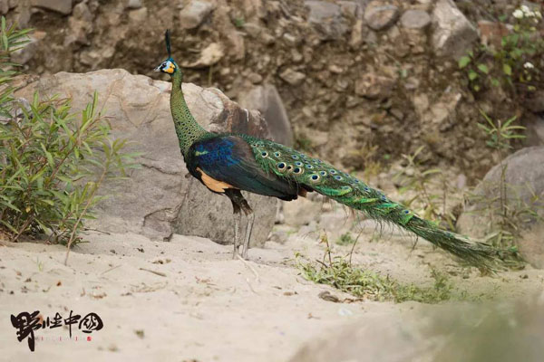 野性中国首次拍摄到绿孔雀影像4K画面