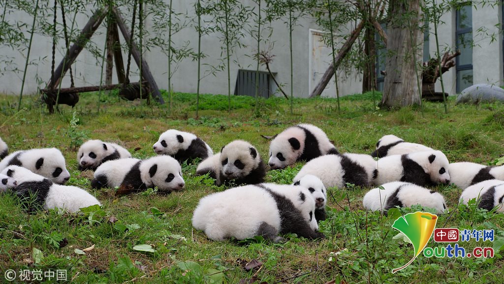 汶川地震十周年 实拍中国大熊猫保护研究中心新面貌