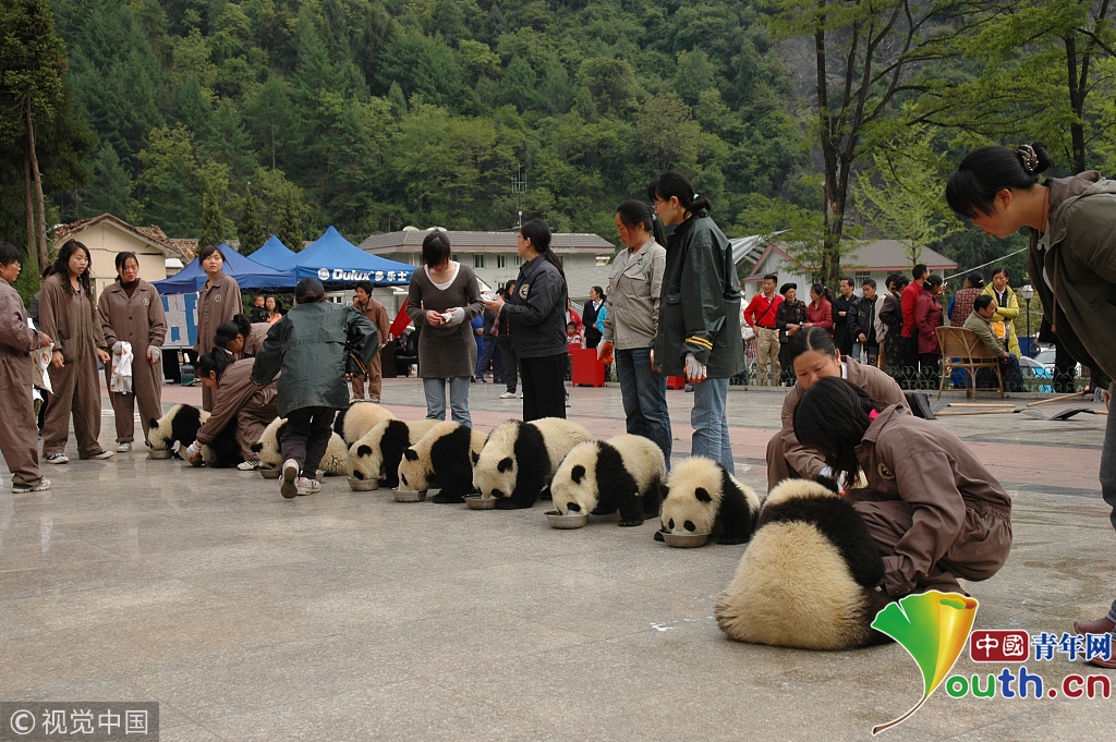 汶川地震十周年 实拍中国大熊猫保护研究中心新面貌