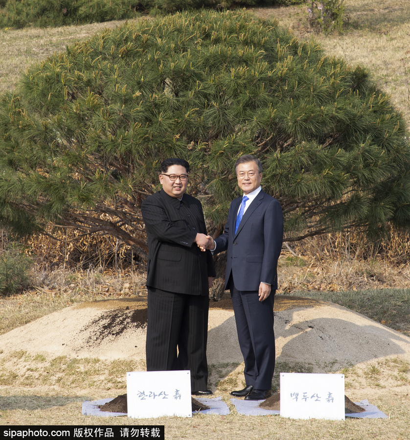 朝韩首脑种下“和平之树” 半岛局势迎新开端