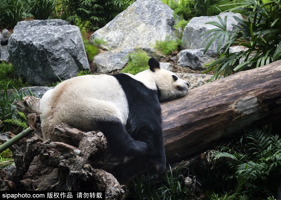 留洋国宝的日常生活 加拿大动物园里大熊猫惬意舒适