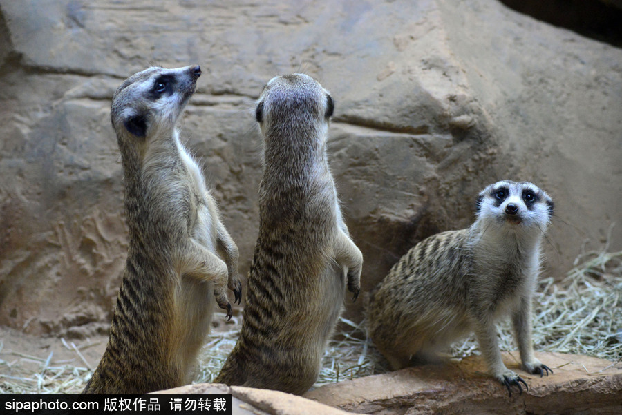 巴西圣保罗水族馆内的沼狸 呆头呆脑似好奇宝宝