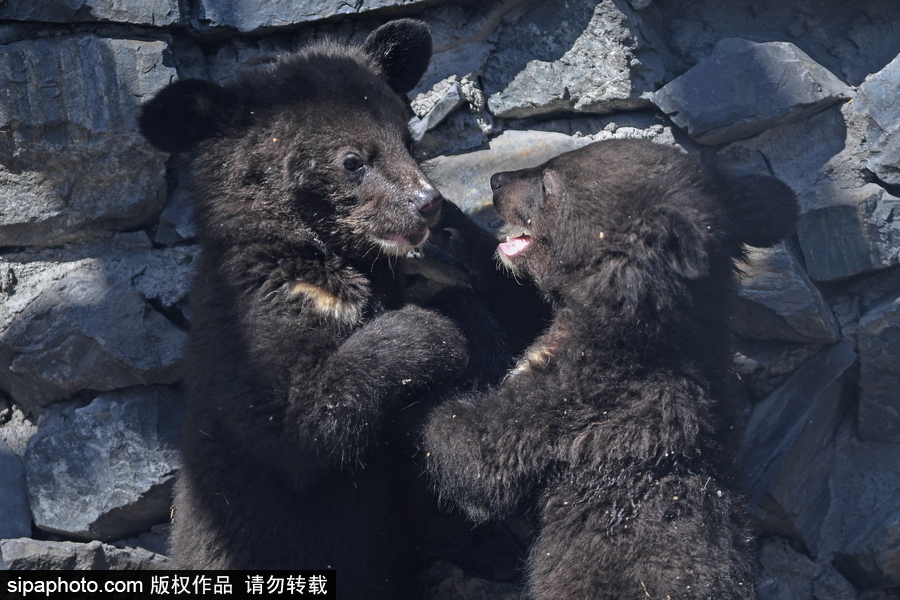 熊孩子的日常“掐架” 俄罗斯动物园里的亚洲黑熊幼崽