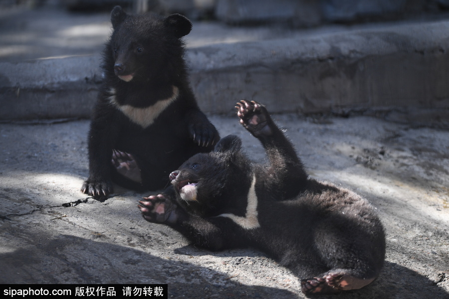 熊孩子的日常“掐架” 俄罗斯动物园里的亚洲黑熊幼崽