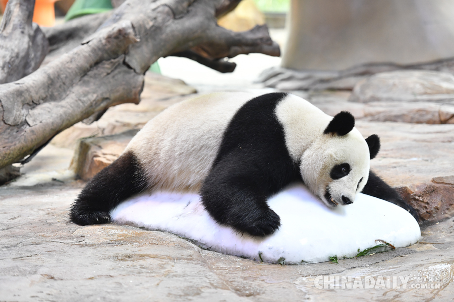 华南地区诞生的首只大熊猫要当“妈妈”了
