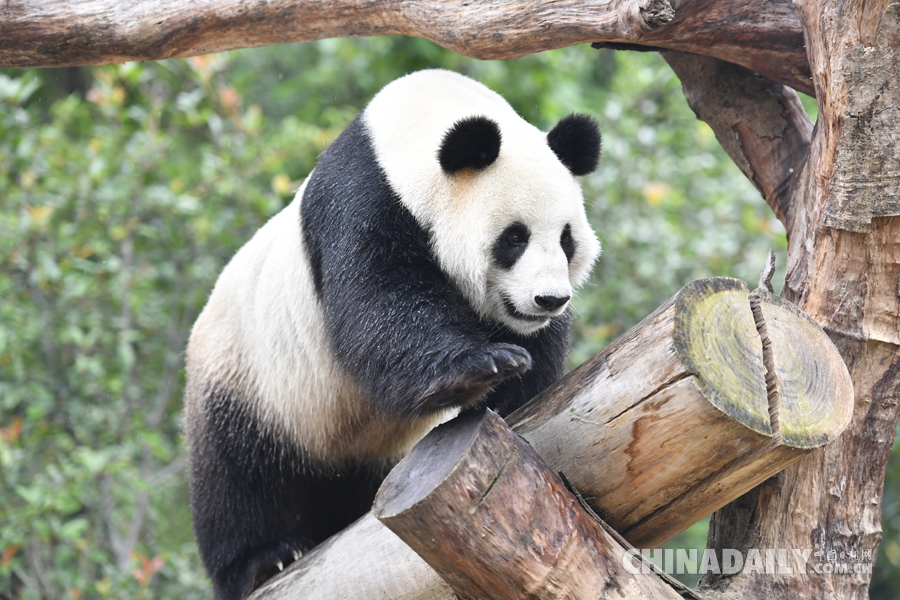 华南地区诞生的首只大熊猫要当“妈妈”了