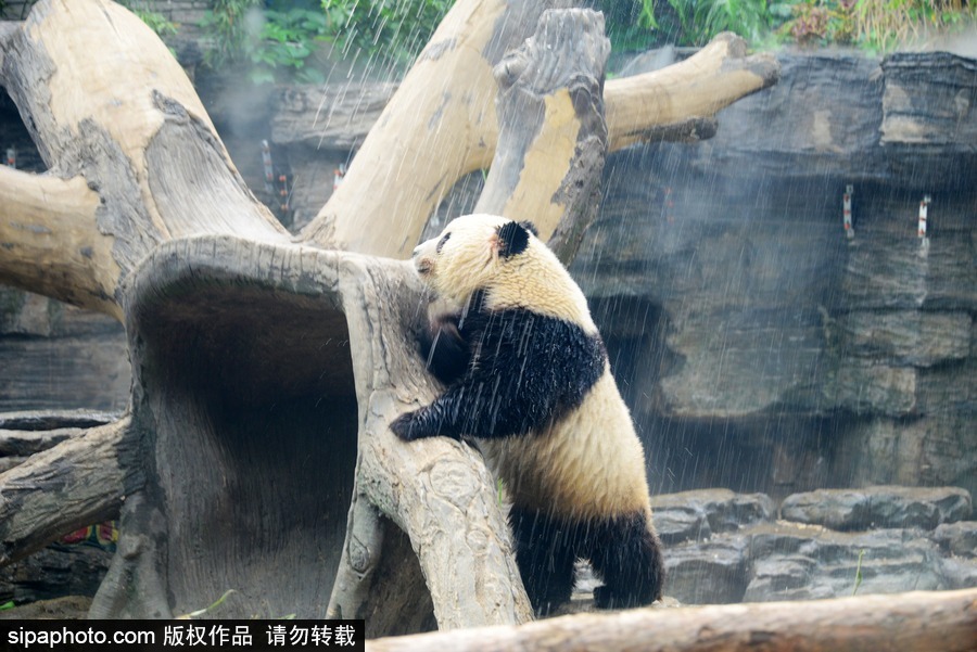 京城昨日创入夏最高气温 大熊猫淋浴降温