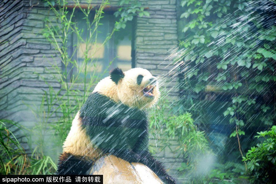 京城昨日创入夏最高气温 大熊猫淋浴降温