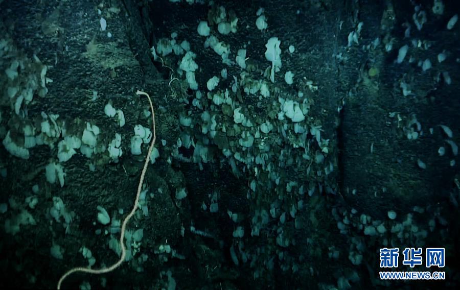 我国科学家在南海甘泉海台首次发现冷水珊瑚群
