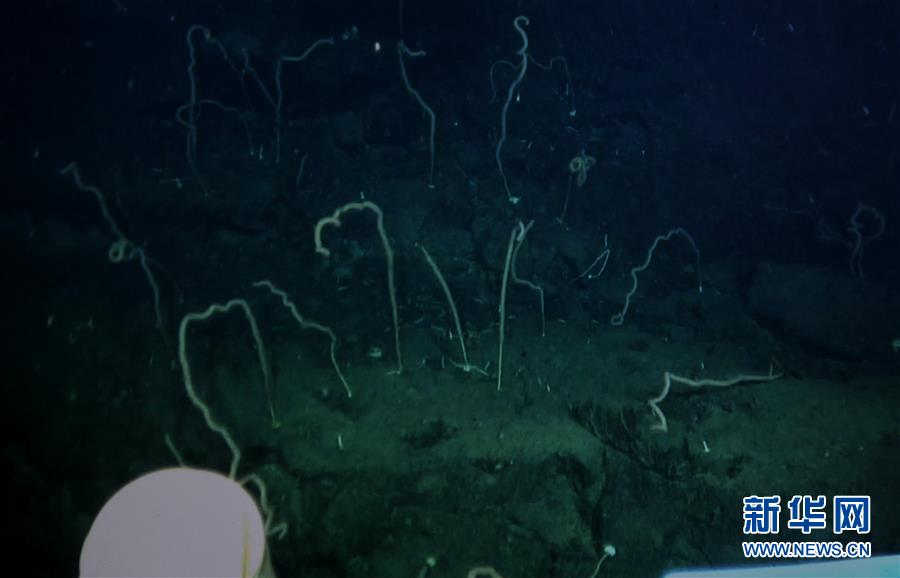我国科学家在南海甘泉海台首次发现冷水珊瑚群