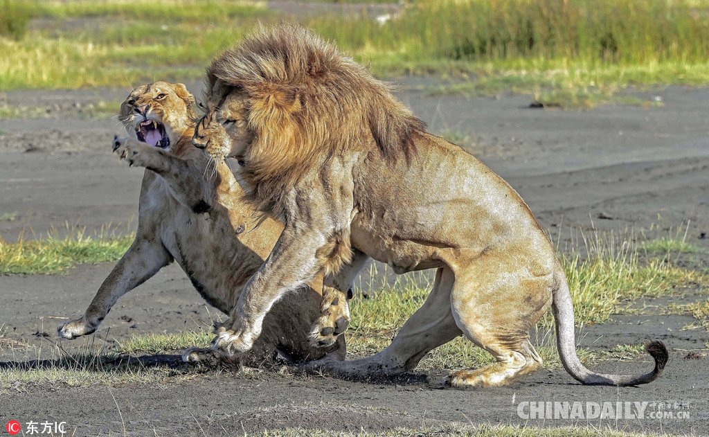 非洲狮子情侣吵架 母狮愤怒掌掴“男友”（组图）
