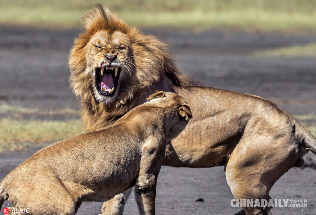 非洲狮子情侣吵架 母狮愤怒掌掴“男友”（组图）