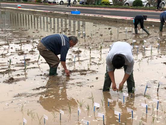 青岛今年首批海水稻插秧 田间选育工作正式启动