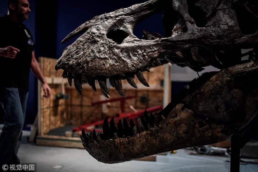 巴黎展出最完整霸王龙化石 尖牙利齿令人生畏