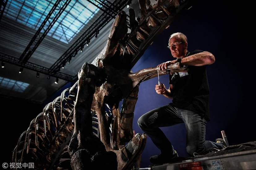 巴黎展出最完整霸王龙化石 尖牙利齿令人生畏