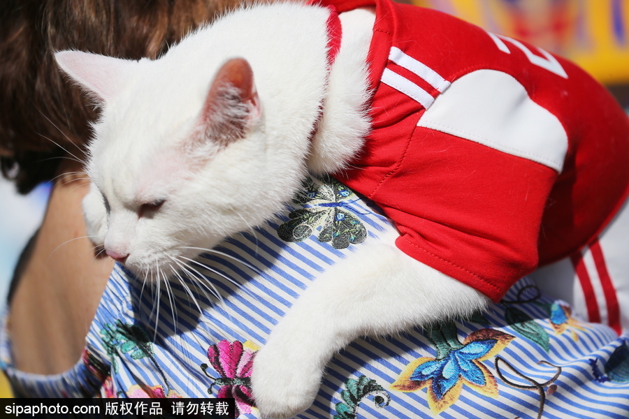 俄罗斯“预言猫”携各国“猫咪”们现身 迎接2018世界杯到来