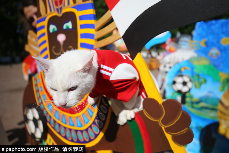 俄罗斯“预言猫”携各国“猫咪”们现身 迎接2018世界杯到来