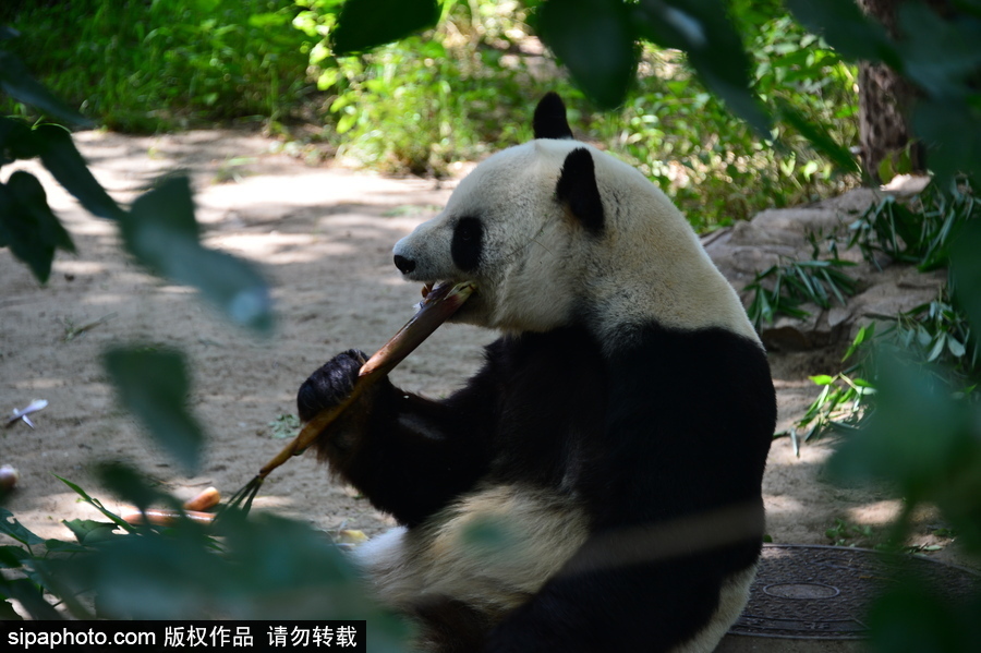 京城高温难耐 大熊猫避暑美味不停生活惬意