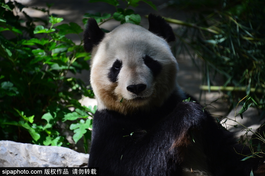 京城高温难耐 大熊猫避暑美味不停生活惬意