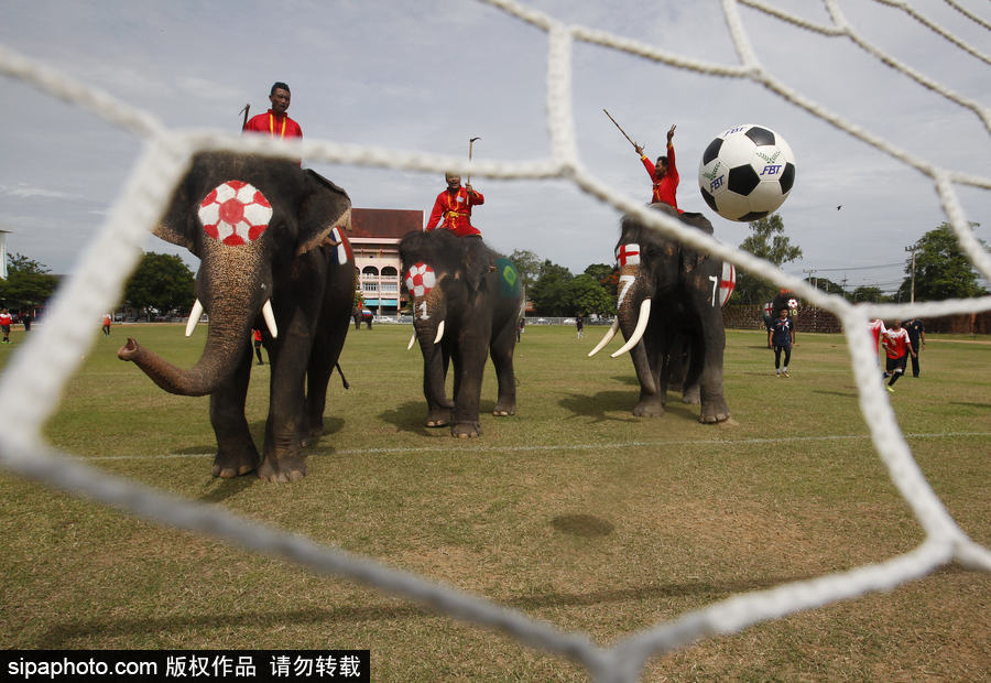 泰国大城府举行大象球赛 迎接2018俄罗斯世界杯到来