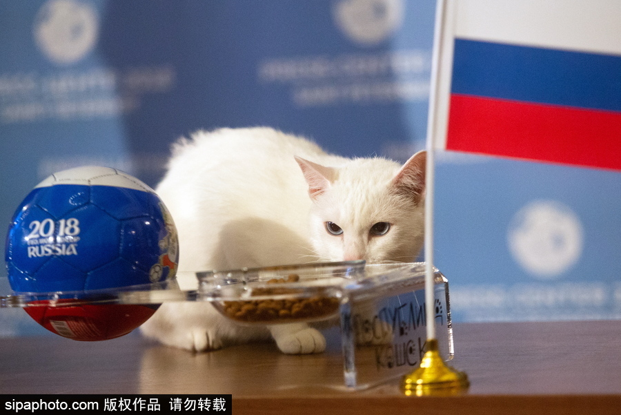 明星待遇！俄罗斯神猫预测2018世界杯揭幕战胜者