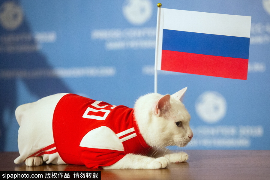 明星待遇！俄罗斯神猫预测2018世界杯揭幕战胜者