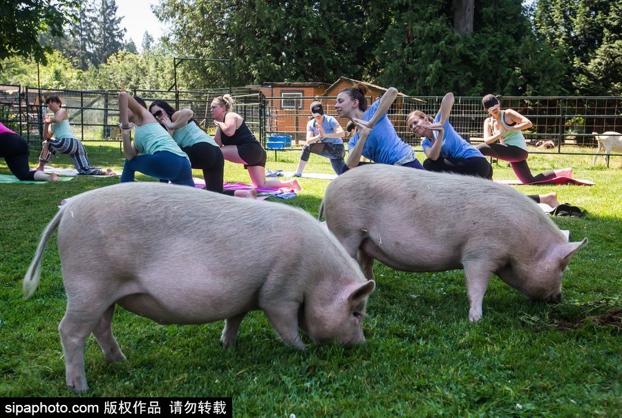 和谐！加拿大一农场内民众练瑜伽 四只猪自由穿梭