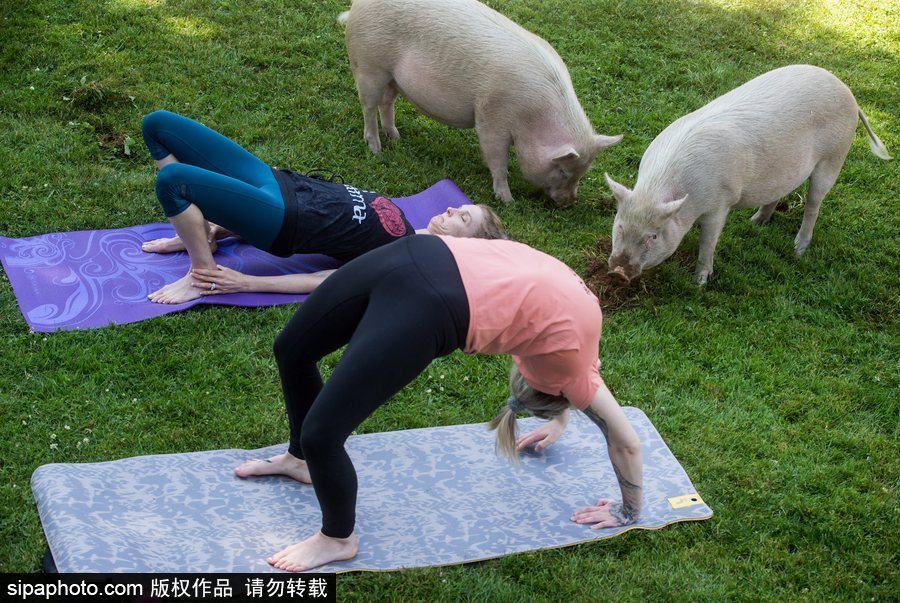 和谐！加拿大一农场内民众练瑜伽 四只猪自由穿梭