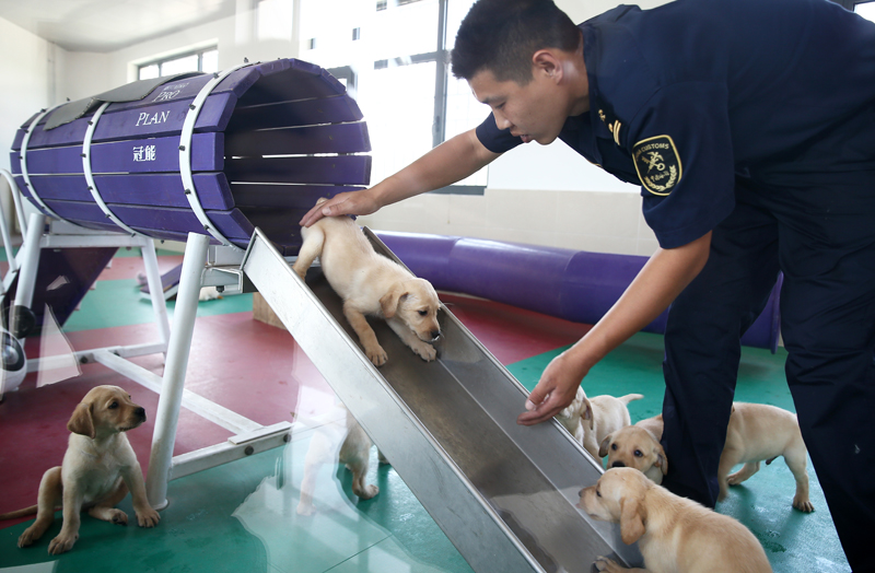 禁毒日前夕 探访海关总署北京缉私犬基地