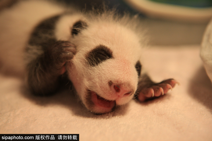 萌团子成长集：不是黑白两色？大熊猫幼崽通身粉红憨态可掬