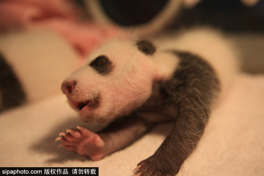 萌团子成长集：不是黑白两色？大熊猫幼崽通身粉红憨态可掬