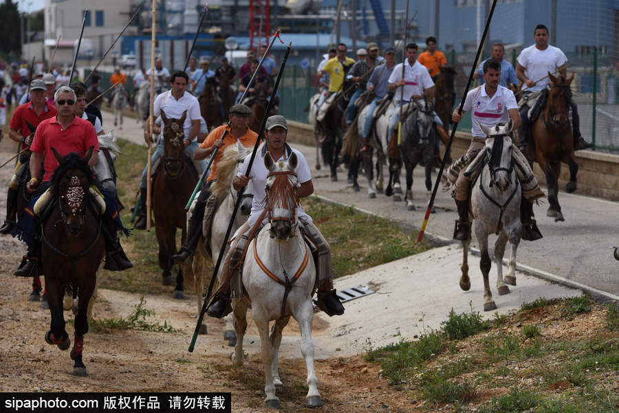 西班牙索里亚庆祝传统节日La Saca 群马奔腾景象壮观