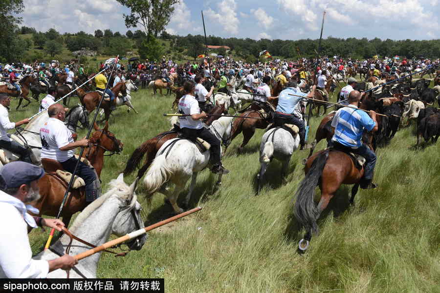 西班牙索里亚庆祝传统节日La Saca 群马奔腾景象壮观