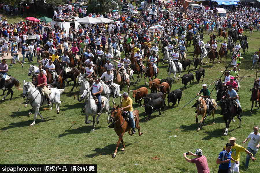 西班牙索里亚庆祝传统节日La Saca 群马奔腾景象壮观